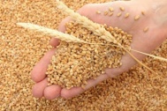 Российское зерно растет в цене
